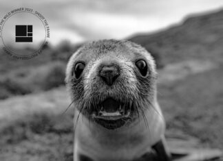 Artem Shestakov Wins Shoot The Frame Wildlife Photography Award for Stunning Antarctic Fur Seal Portrait Artem Shestakov